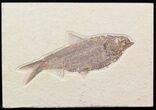 Large, Knightia Fossil Fish - Wyoming #42479-1